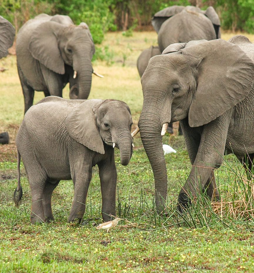 Copy of elephants