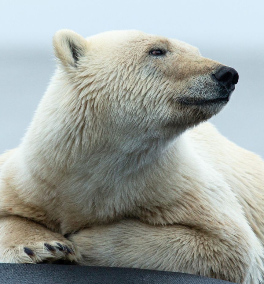 alaska polar bear