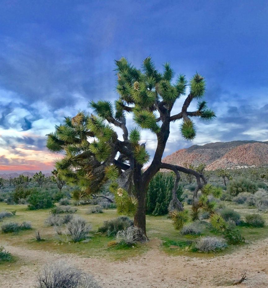 joshua tree