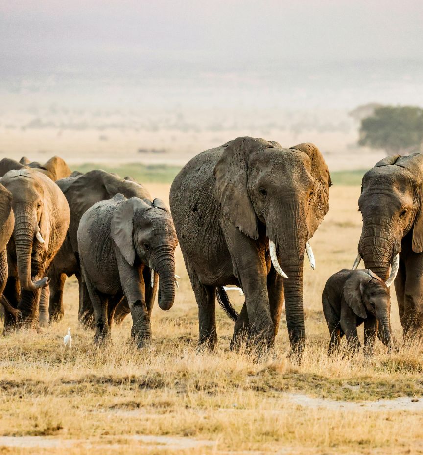 africa 2
