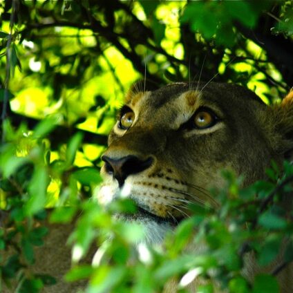 Lion Photo Credit: The Victoria Falls Regional Tourism Association