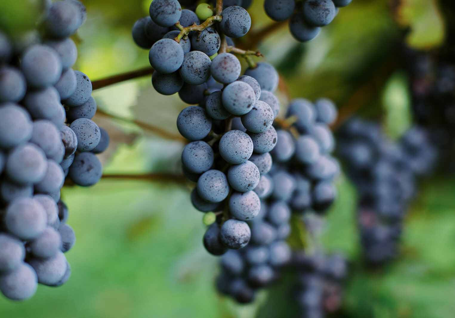 Photo Credit: Keuka Lake Wine Trail