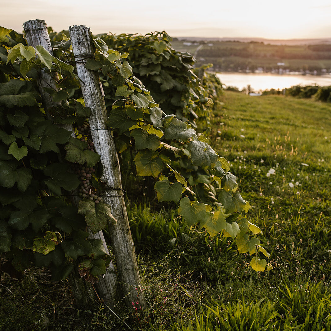 Photo Credit: Keuka Lake Wine Trail